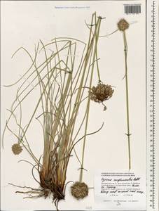 Cyperus conglomeratus Rottb., South Asia, South Asia (Asia outside ex-Soviet states and Mongolia) (ASIA) (Maldives)