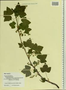 Ribes nigrum L., Eastern Europe, Western region (E3) (Russia)