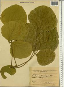 Butea monosperma (Lam.)Taub., South Asia, South Asia (Asia outside ex-Soviet states and Mongolia) (ASIA) (India)