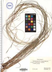 Stipa pennata L., Eastern Europe, Eastern region (E10) (Russia)