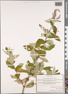 Mentha longifolia subsp. longifolia, Caucasus, Stavropol Krai, Karachay-Cherkessia & Kabardino-Balkaria (K1b) (Russia)