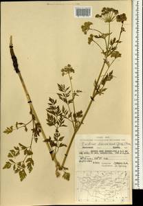 Cnidium dauricum (Jacq.) Turcz. ex Fisch. & C. A. Mey., Mongolia (MONG) (Mongolia)