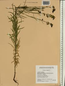 Linaria vulgaris Mill., Eastern Europe, Central forest-and-steppe region (E6) (Russia)