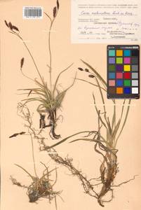 Carex microchaeta subsp. nesophila (Holm) D.F.Murray, Siberia, Chukotka & Kamchatka (S7) (Russia)