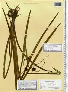 Sparganium erectum L., Eastern Europe, Central forest-and-steppe region (E6) (Russia)