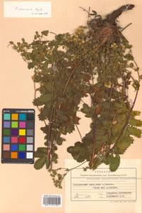 Potentilla tanacetifolia Willd. ex D. F. K. Schltdl., Siberia, Russian Far East (S6) (Russia)