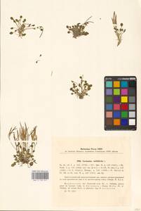 Cardamine bellidifolia L., Eastern Europe, Northern region (E1) (Russia)