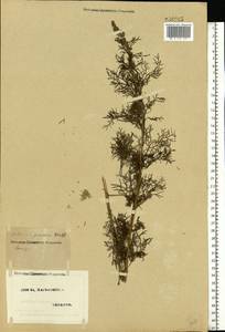 Artemisia abrotanum L., Eastern Europe, North Ukrainian region (E11) (Ukraine)