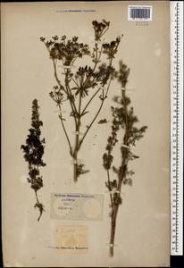 Ferulago setifolia K. Koch, Caucasus (no precise locality) (K0)
