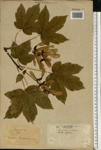 Acer pseudoplatanus L., Eastern Europe, North Ukrainian region (E11) (Ukraine)