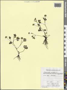 Ranunculus arvensis L., Caucasus, Black Sea Shore (from Novorossiysk to Adler) (K3) (Russia)