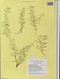 Thesium repens Ledeb., Siberia, Baikal & Transbaikal region (S4) (Russia)