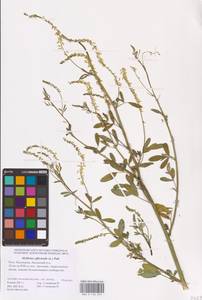 Melilotus officinalis (L.) Lam., Eastern Europe, Lower Volga region (E9) (Russia)