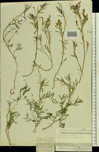 Astragalus arenarius L., Eastern Europe, Moscow region (E4a) (Russia)