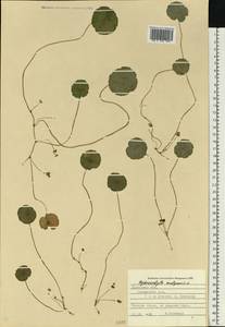 Hydrocotyle vulgaris L., Eastern Europe, West Ukrainian region (E13) (Ukraine)