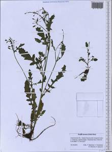 Rorippa palustris (L.) Besser, Siberia, Russian Far East (S6) (Russia)