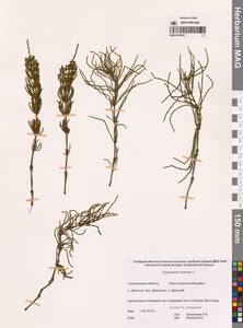 Equisetum arvense L., Siberia, Russian Far East (S6) (Russia)