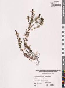 Myriophyllum sibiricum Kom., Siberia, Yakutia (S5) (Russia)