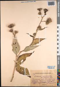 Saussurea ussuriensis Maxim., Siberia, Russian Far East (S6) (Russia)