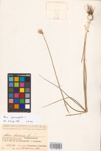 Allium sphaerocephalon L., Eastern Europe, Lower Volga region (E9) (Russia)