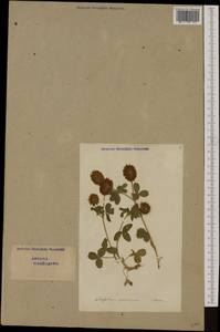 Trifolium spadiceum L., Western Europe (EUR) (Switzerland)