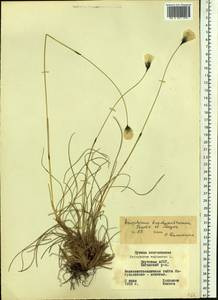 Eriophorum brachyantherum Trautv. & C.A.Mey., Siberia, Yakutia (S5) (Russia)