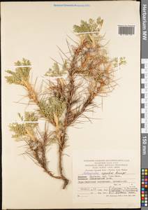 Astragalus asaphes Bunge, Middle Asia, Western Tian Shan & Karatau (M3) (Kyrgyzstan)