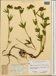 Trifolium alpestre L., Caucasus, North Ossetia, Ingushetia & Chechnya (K1c) (Russia)