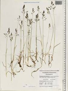 Poa pratensis L., Eastern Europe, Northern region (E1) (Russia)