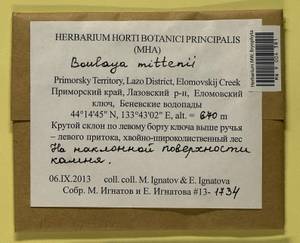 Boulaya mittenii (Broth.) Cardot, Bryophytes, Bryophytes - Russian Far East (excl. Chukotka & Kamchatka) (B20) (Russia)