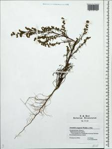 Artemisia scoparia Waldst. & Kit., Eastern Europe, Lower Volga region (E9) (Russia)