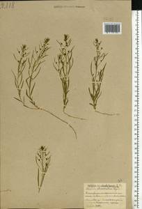 Thesium ebracteatum Hayne, Eastern Europe, Belarus (E3a) (Belarus)