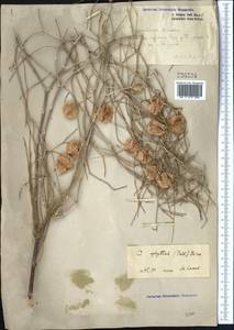 Calligonum aphyllum (Pall.) Gürke, Middle Asia, Northern & Central Kazakhstan (M10) (Kazakhstan)
