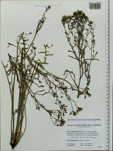 Crepidiastrum tenuifolium (Willd.) Sennikov, Siberia, Baikal & Transbaikal region (S4) (Russia)