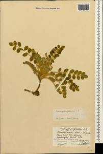 Astragalus fabaceus Bieb., Caucasus, Azerbaijan (K6) (Azerbaijan)