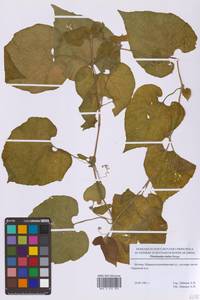 Thladiantha dubia Bunge, Eastern Europe, Moscow region (E4a) (Russia)