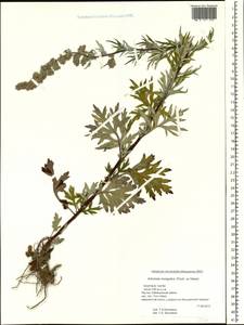 Artemisia mongolica (Fisch. ex Besser) Nakai, Siberia, Yakutia (S5) (Russia)