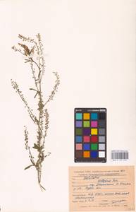 Melilotus wolgicus Poir., Eastern Europe, Central forest-and-steppe region (E6) (Russia)