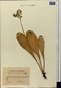 Primula ruprechtii Kusnezowa ex Lipsky, Caucasus, Stavropol Krai, Karachay-Cherkessia & Kabardino-Balkaria (K1b) (Russia)