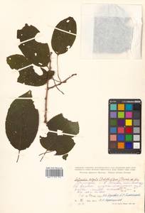 Actinidia arguta (Siebold & Zucc.) Planch. ex Miq., Siberia, Russian Far East (S6) (Russia)