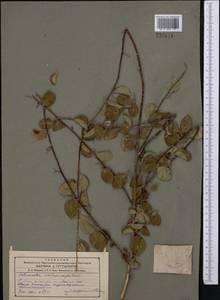 Cotoneaster multiflorus Bunge, Middle Asia, Western Tian Shan & Karatau (M3) (Kyrgyzstan)