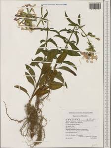 Saponaria officinalis L., Western Europe (EUR) (Spain)
