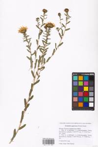 Grindelia squarrosa (Pursh) Dunal, Eastern Europe, Moscow region (E4a) (Russia)