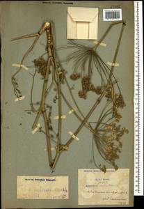 Astrodaucus orientalis (L.) Drude, Caucasus, Armenia (K5) (Armenia)