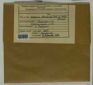 Helodium blandowii (F. Weber & D. Mohr) Warnst., Bryophytes, Bryophytes - Central forest-and-steppe region (B10) (Russia)