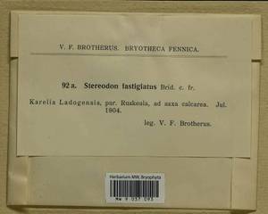 Drepanium fastigiatum (Brid.) Lange & C.E.O. Jensen, Bryophytes, Bryophytes - Karelia, Leningrad & Murmansk Oblasts (B4) (Russia)