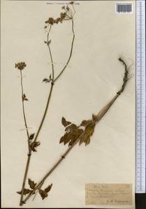 Aegopodium tadshikorum Schischk., Middle Asia, Northern & Central Tian Shan (M4) (Kazakhstan)