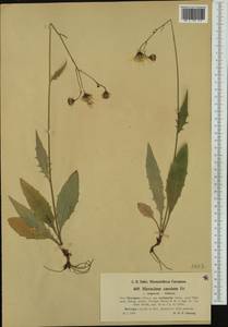 Hieracium caesium subsp. reclinatum (Almq. ex Dahlst.) Zahn, Western Europe (EUR) (Norway)