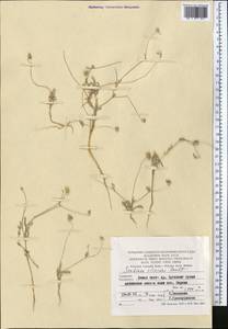 Lomelosia olivieri (Coult.) Greuter & Burdet, Middle Asia, Pamir & Pamiro-Alai (M2) (Turkmenistan)