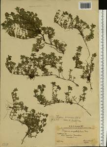 Thymus praecox subsp. caucasicus (Willd. ex Ronniger) Jalas, Eastern Europe, West Ukrainian region (E13) (Ukraine)